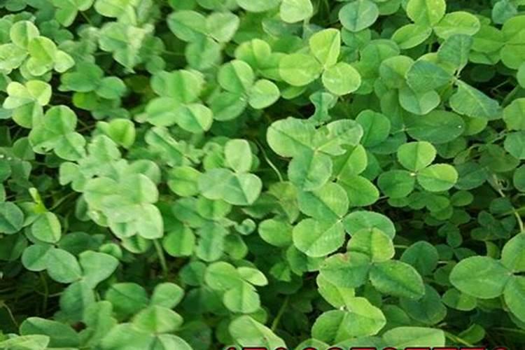 一亩烤烟用多少钾肥 什么时候施钾肥好