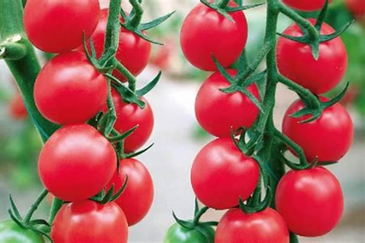 西红柿用什么钾肥好