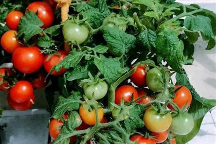 西红柿最忌讳的肥料是什么？西红柿正确的施肥方法,一定要掌握好