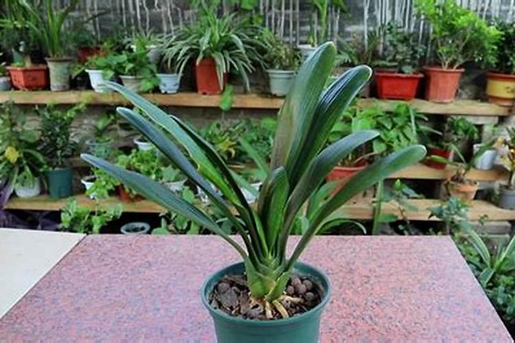 君子兰夹箭怎么办