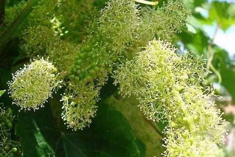 葡萄开花前用什么肥好