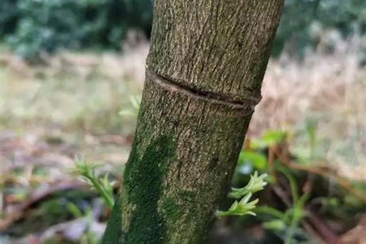 柑橘花期如何用药,谢花肥如何施用,什么时候进行第一次保果？