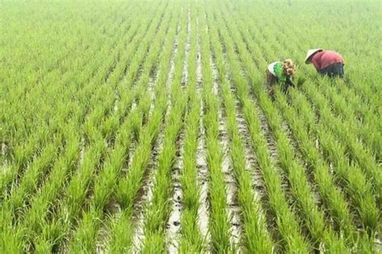 用葡萄糖粉对水打水稻有作用吗