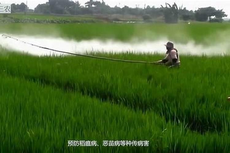水稻打了草药几天可以用肥料啊