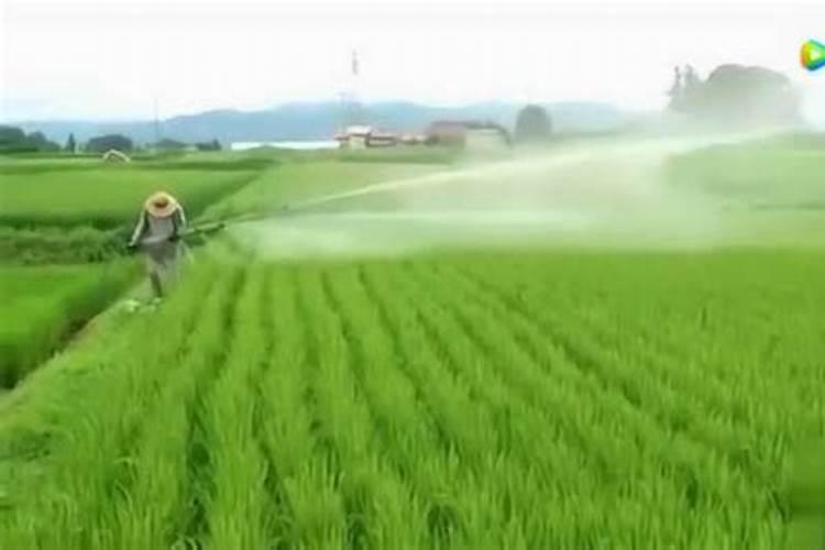 打了除草剂第二天能撒肥料吗