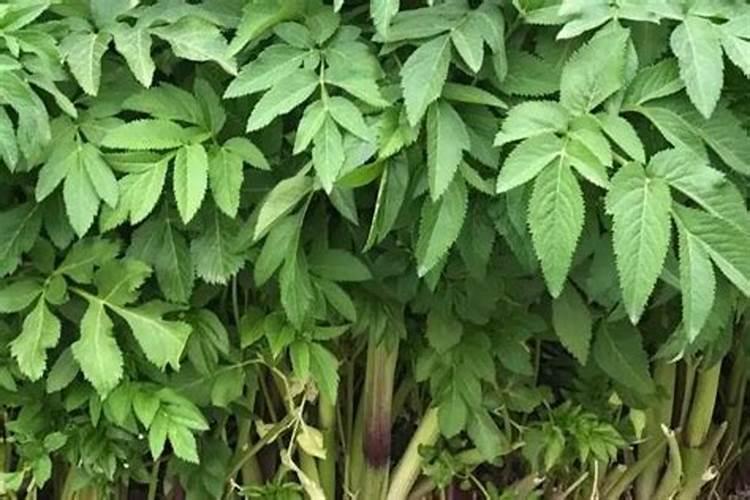 白芷种植,需要掌握什么技术？