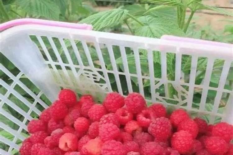 覆盆子和树莓的区别,一个未熟一个成熟