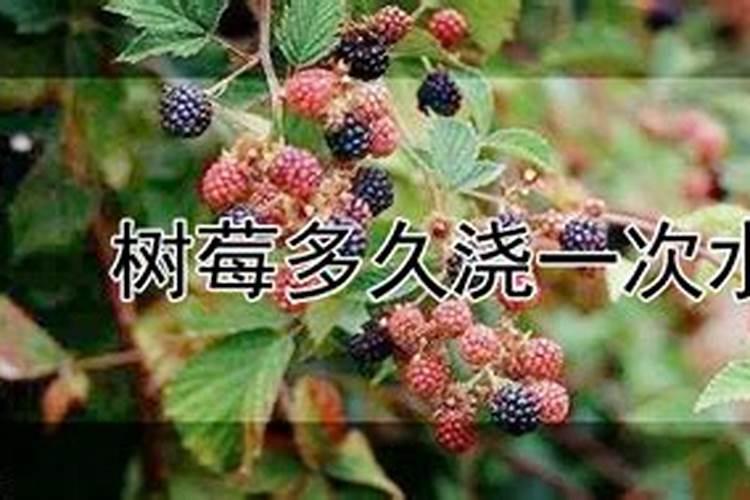 种树莓施什么肥