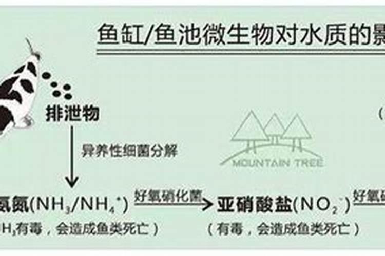 石斛花怎么养开花 石斛花日常养护方法