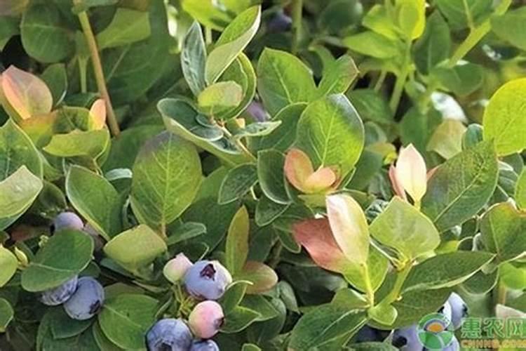 蓝莓喜欢什么土壤和肥料