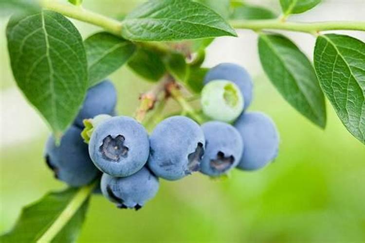 蓝莓喜欢什么土壤和肥料