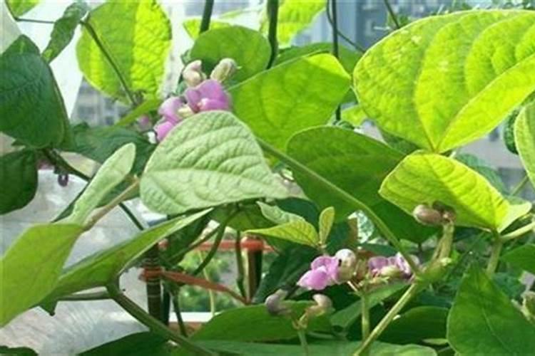 芸豆喜欢什么叶面肥