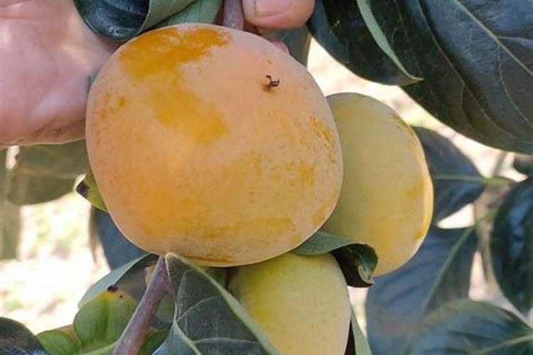 柿子树能上肥料吗