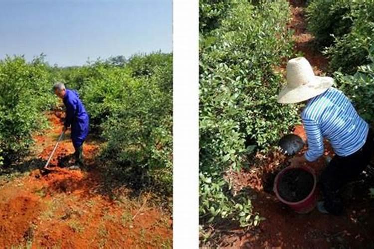 油茶树什么时候施肥最佳
