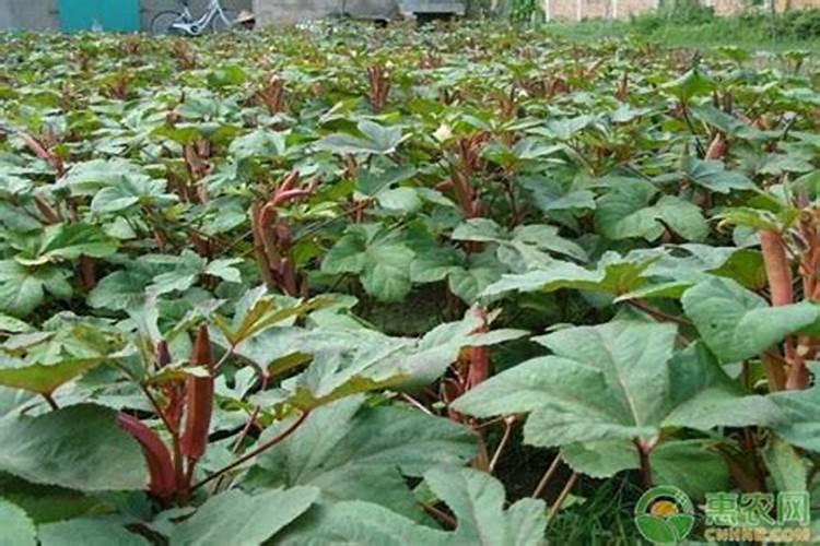 秋葵移栽后怎样管理