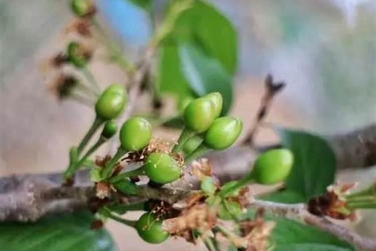 硼肥在花期的使用方法