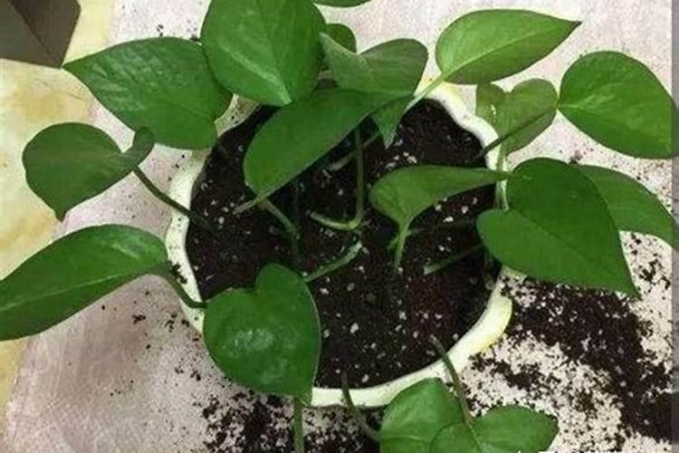 绿萝树春天叶子黄怎么办 绿萝可以用复合肥吗