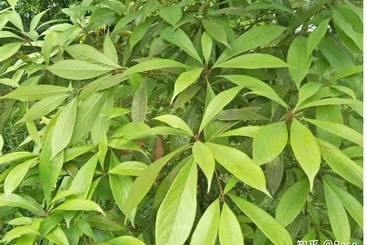 怎么让金丝南木快速生长