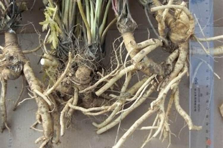 我是头年春季种的防风,第一次种植,现在出晚吗,开花一个多月了