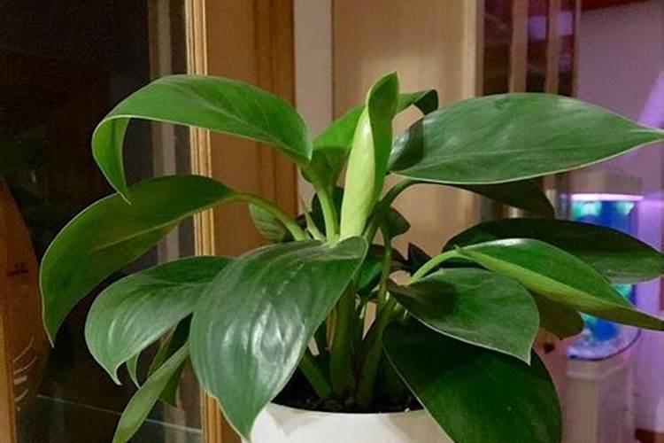 金钻怎么施肥,施什么肥？