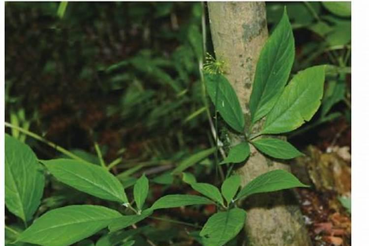 竹节参种植方法和技术