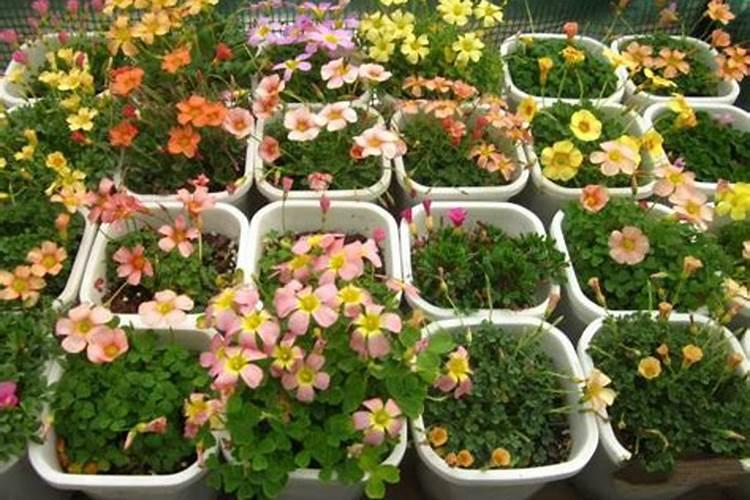 天堂鸟施肥需施什么肥料