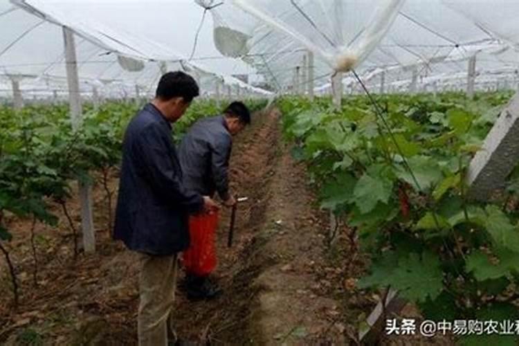 葡萄发芽肥主要施什么肥料