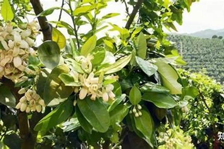 西兰花什么季节喷硼肥