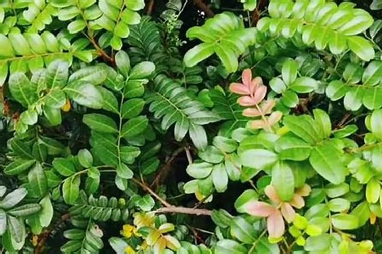 清香木种植方法