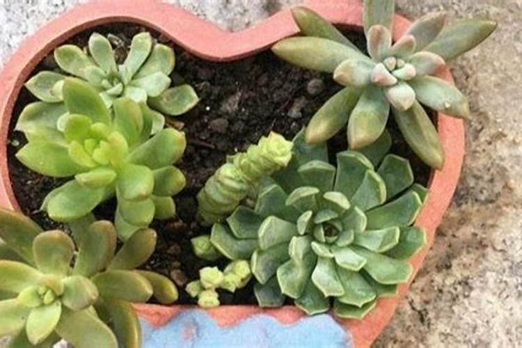 多肉需要什么肥料