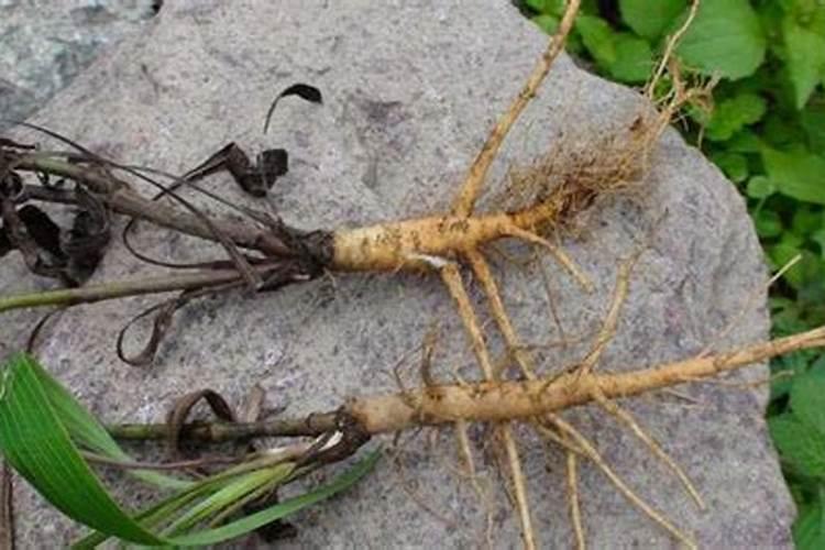 柴胡地追肥用什么肥料