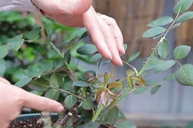 月季开花时能用尿素肥吗