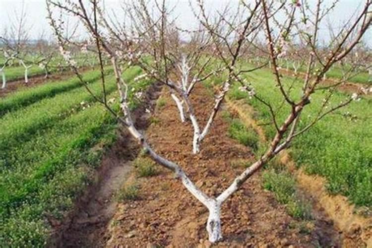 黄桃膨大期如何施肥？