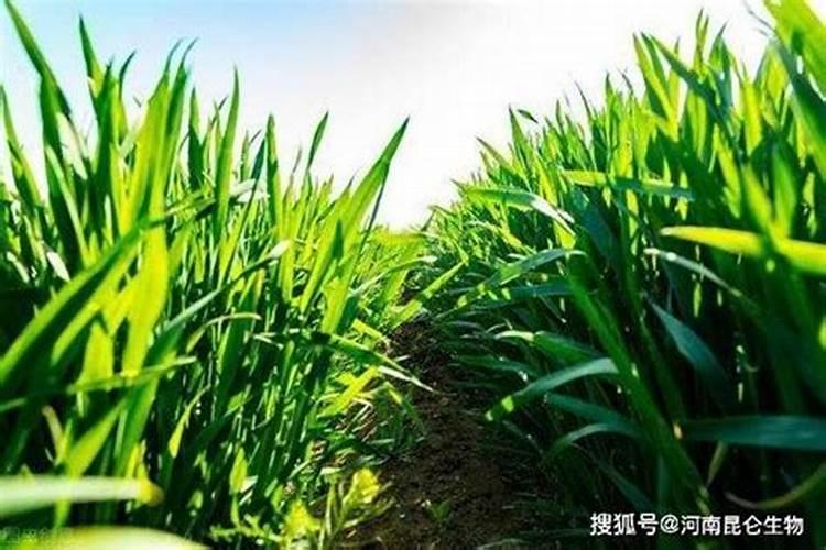 怎么对小麦施钙肥？