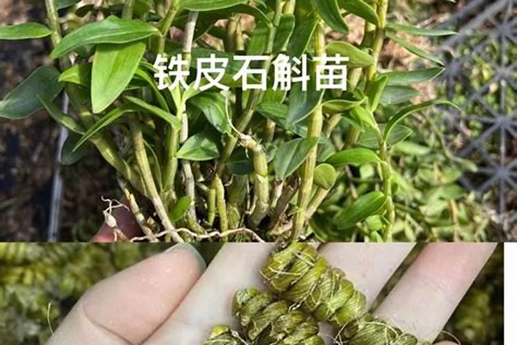 柑橘施什么肥可以增加甜度