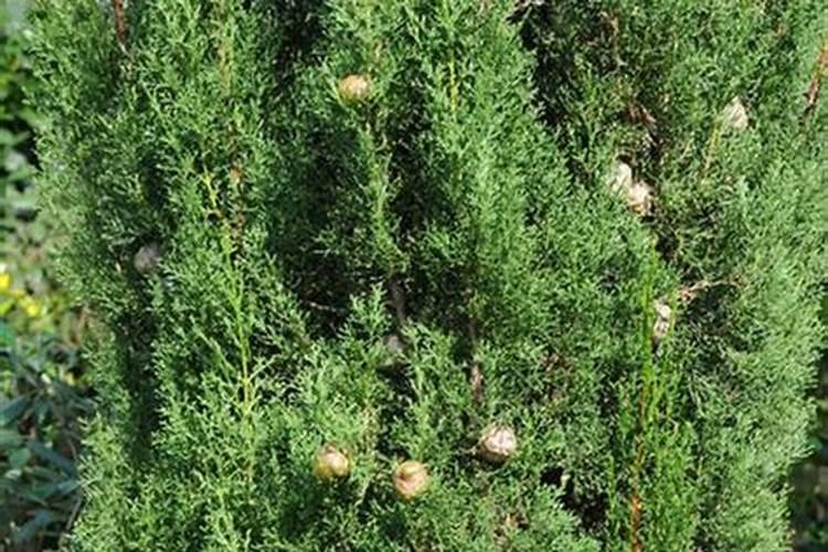 复合磷酸氢钾作用与功效