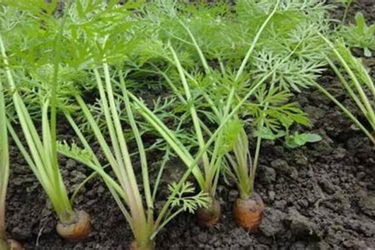 磷酸二氢钾是什么肥料