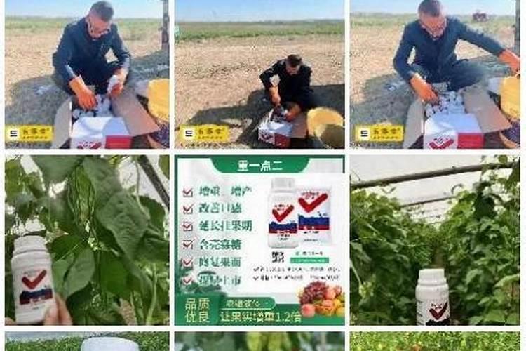 种植户如何正确使用罗布泊硫酸钾来种植辣椒？