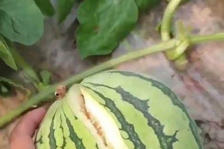 种植西瓜,主要步骤是什么？