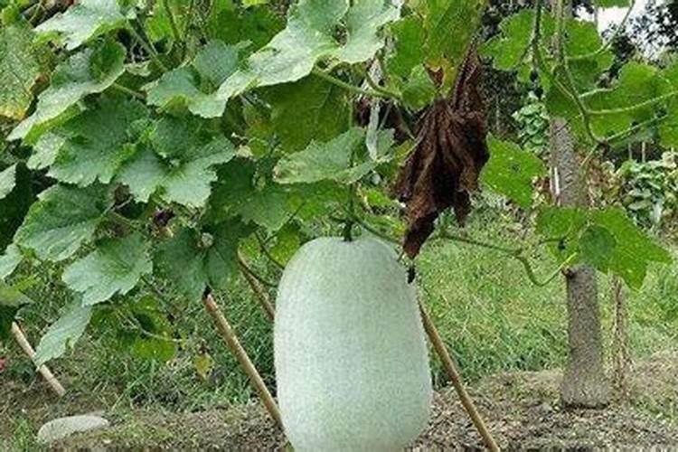 冬瓜苗期用什么肥料