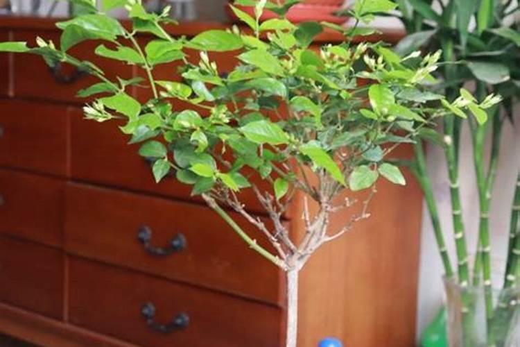 柑橘一年施几次肥最好