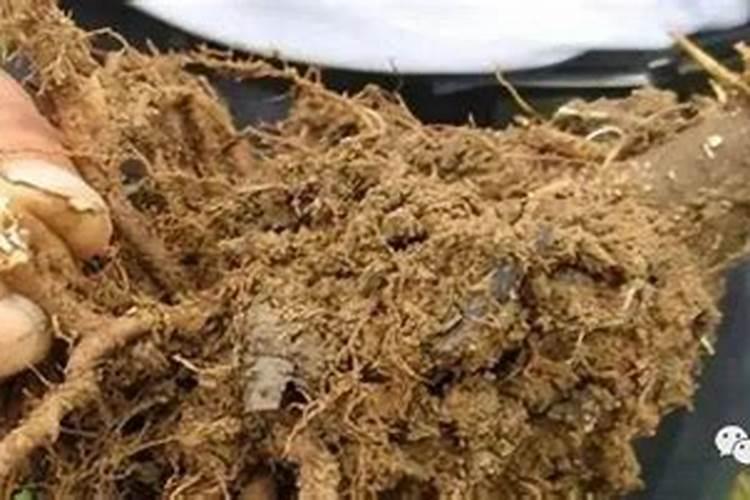 种菜用什么复合肥比较好