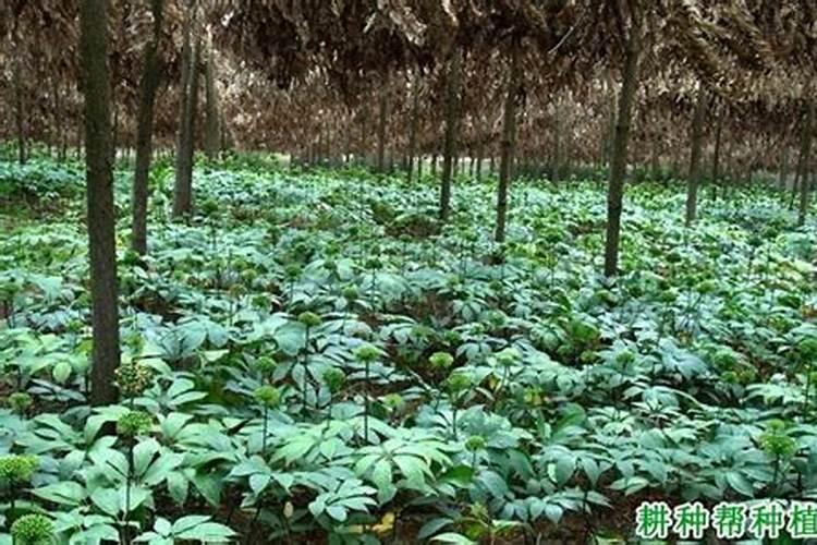 种植三七需要哪些条件