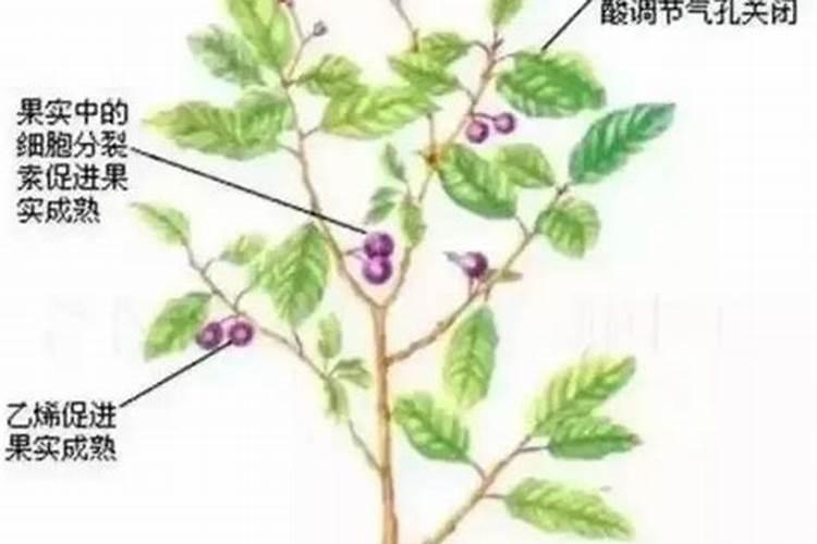 大豆喷什么叶面肥好,如何喷施