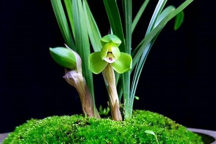 夏天怎么养兰花长势旺