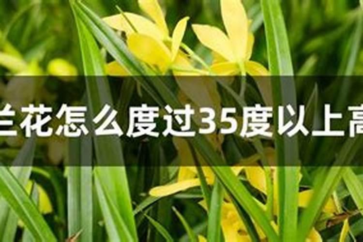 夏天如何养兰花