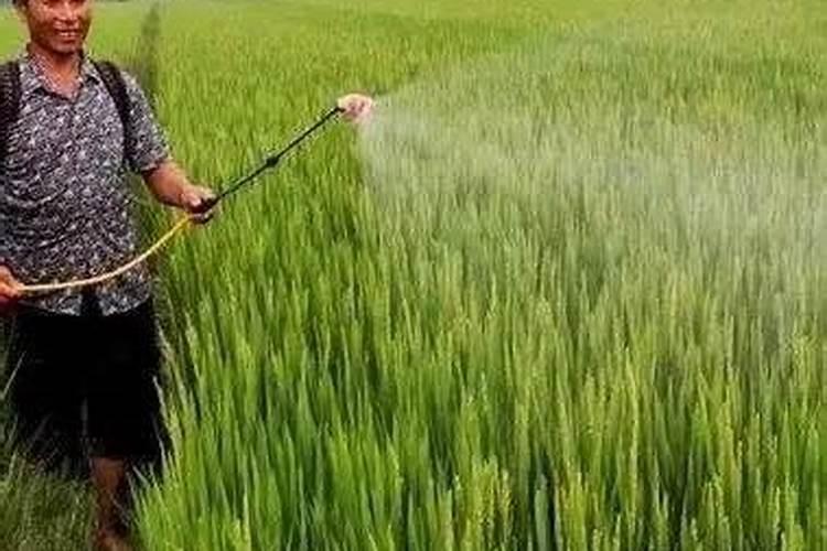 油菜秸秆烧成灰是不是草木灰？