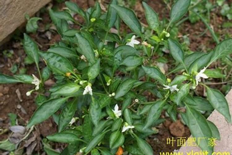 葡萄转色期用高磷肥能行不