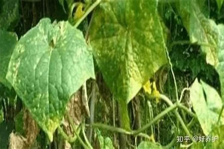 菜叶发黄是缺什么肥？