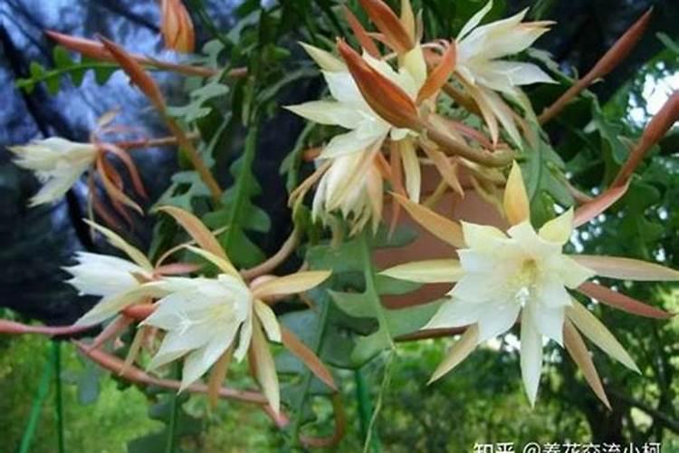 施什么肥能使令箭荷花枝条健壮？